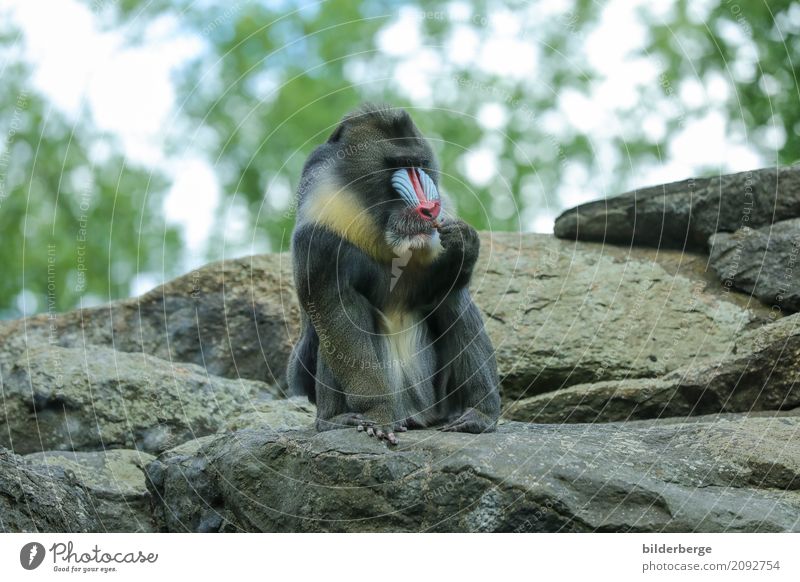 cef Vacation & Travel Safari Expedition Zoo Rock Monkeys To enjoy Curiosity travel Colour photo Blur