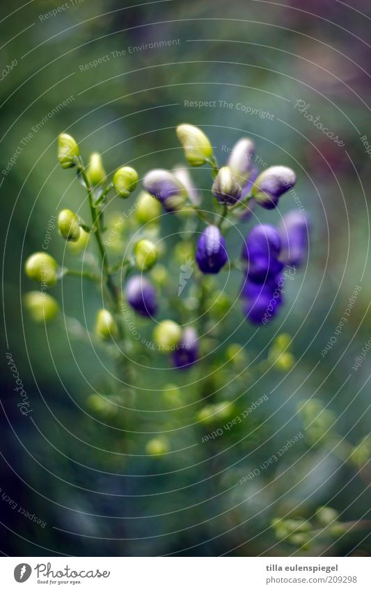 Bokehlicious Environment Nature Plant Summer Flower Growth Esthetic Natural Beautiful Wild Blue Yellow Violet monk's cap Blur Exceptional Biological