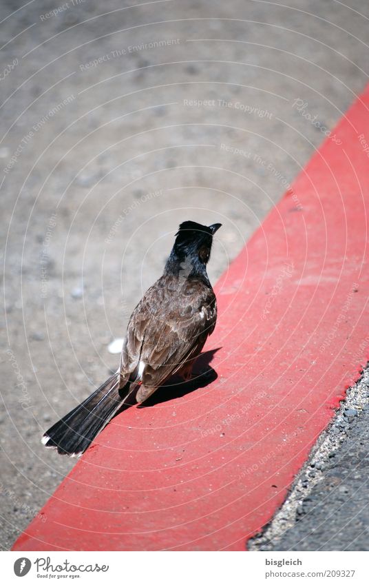 curbstone bird Street Bird 1 Animal Concrete Sit Wait Gray Pink Exterior shot Day Stripe Line Red Rear view Feather Copy Space top Copy Space bottom