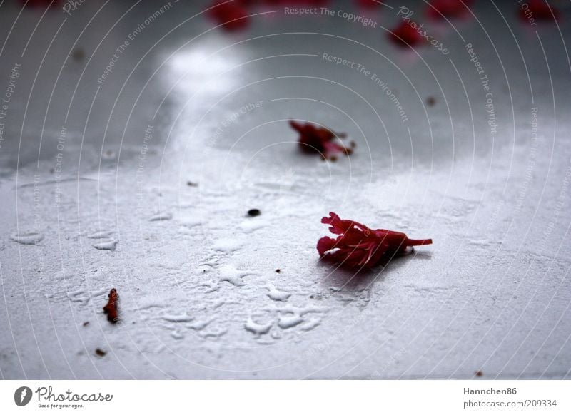 Pink on white Plant Drops of water Rain Flower Rose Blossom Fragrance Wet Red White Colour photo Deserted Shadow Contrast Rose leaves Rose blossom Picked
