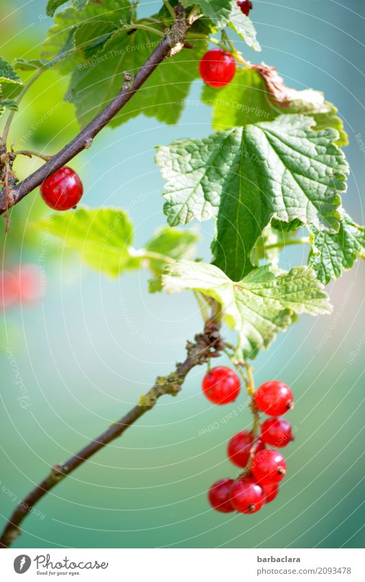 Health pills from the shrub Fruit Berries Nature Summer Plant Bushes Redcurrant Garden Illuminate Fresh Juicy Colour To enjoy Healthy Climate Colour photo