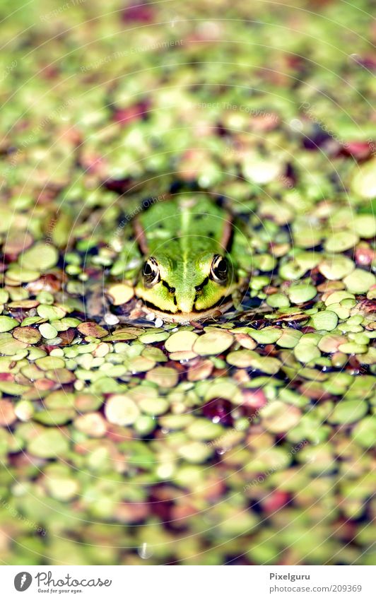 water frog Animal Wild animal Frog 1 Wet Natural Green Nature Colour photo Exterior shot Close-up Copy Space top Copy Space bottom Day Shallow depth of field