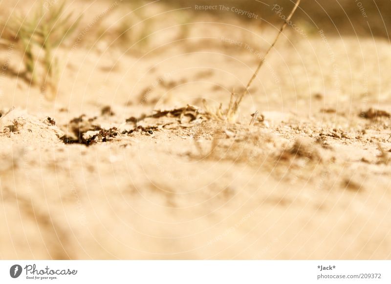 desert children Animal Group of animals Ant Desert Sparse Colour photo Exterior shot Close-up Copy Space top Copy Space bottom Blur Sand Diligent Day