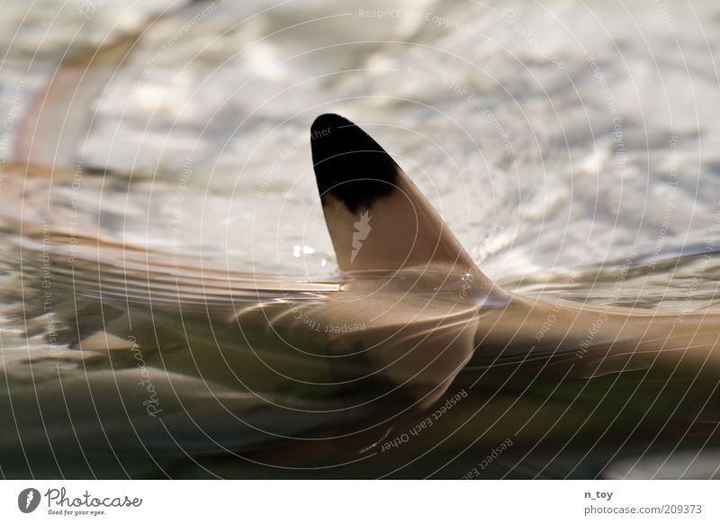 Invited visitor Environment Nature Animal Shark 1 Baby animal Colour photo Exterior shot Sunlight Fin Close-up Day