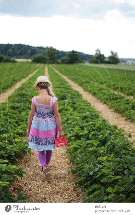 In the strawberry field Human being Feminine Child Girl Infancy 1 8 - 13 years Environment Nature Landscape Plant Spring Summer Beautiful weather Strawberry