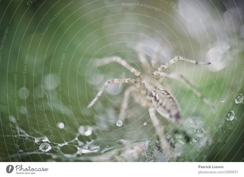 labyrinth spider Environment Nature Animal Drops of water Summer Rain Wild animal Spider 1 Observe Movement Catch To feed Hunting Crawl Esthetic Threat Disgust