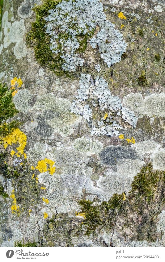 moss and lichen on tree bark Nature Plant Tree Moss Growth Natural Yellow Gray Survive Tree bark Uneven natural pattern Dappled speckled full-frame image