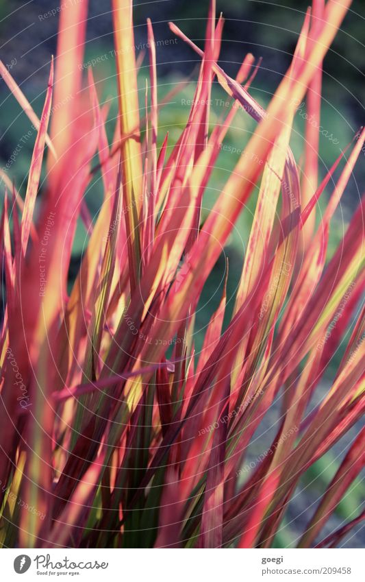 grass red Nature Plant Summer Grass Blossoming Growth Exotic Sustainability Thorny Yellow Green Red Esthetic Uniqueness Colour Pure Tuft of grass Colour photo