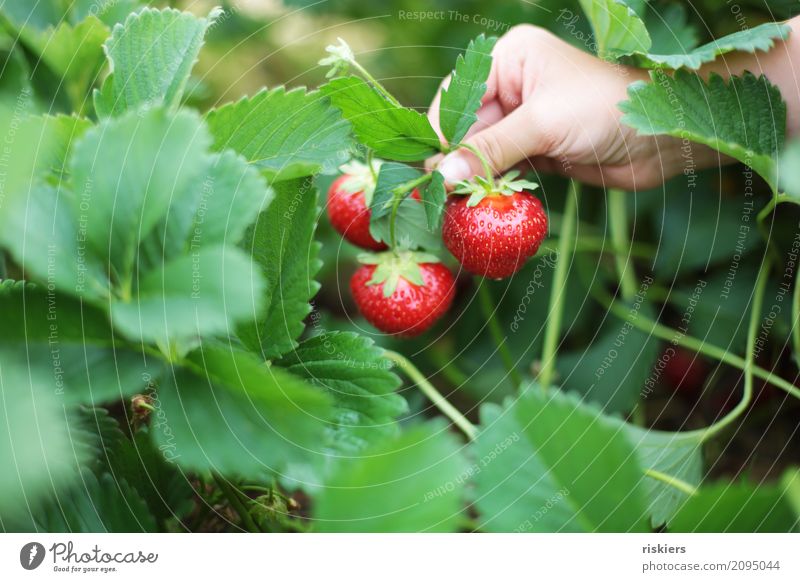in strawberry field iii Human being Child Infancy Hand Environment Nature Landscape Plant Spring Summer Field To hold on Fresh Healthy Juicy Green Red