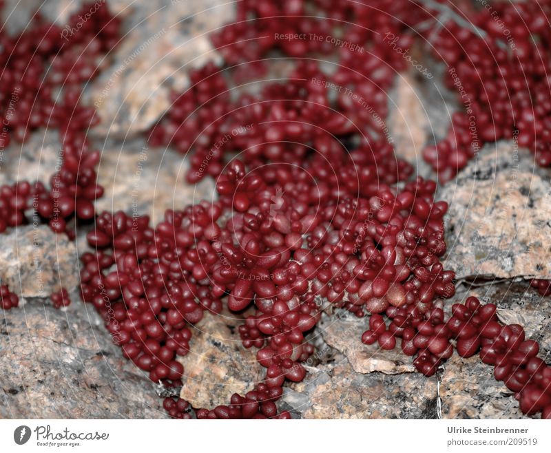 Wall pepper on Sardinia rocky coast Plant Stone Fat Round Dry Many Red Succulent plants fatty plants Column Natural growth Disperse Growth Unfamiliar