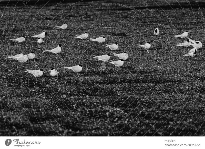 Against the wind Grass Animal Wild animal Bird Flock Sit Together Terns Wind Black & white photo Exterior shot Detail Pattern Structures and shapes Deserted