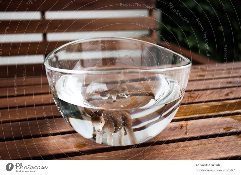 bowl the first Animal Farm animal Animal face Aquarium Donkey 1 2 Threat Bowl Water Refraction Table Bench Glass Drops of water Colour photo Exterior shot