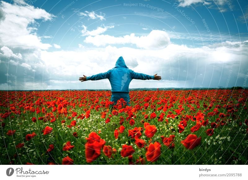 Man with blue hoodie and arms spread out stands in a field of poppies in bloom Human being Poppy field poppy blossoms Blossoming Joie de vivre (Vitality)