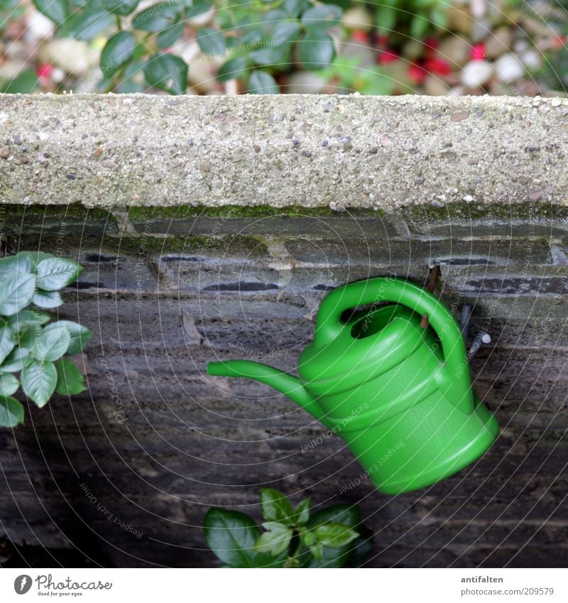 watering can Summer Living or residing Wall (barrier) Wall plant Building stone Nature Plant Bushes Rose Leaf Garden Wall (building) Facade Balcony Terrace