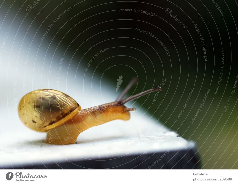 snail Environment Nature Animal Wild animal Snail Bright Natural Snail shell Crawl Slimy Colour photo Multicoloured Exterior shot Deserted Copy Space right