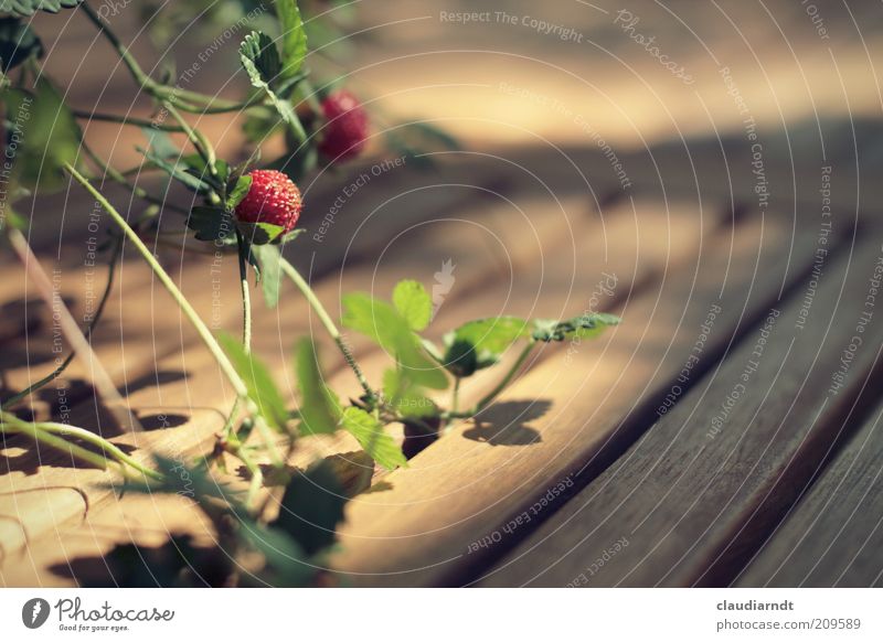 summer afternoon Fruit Strawberry Plant Leaf Wood Green Red Table decoration Wooden table Wooden board Tendril Warm light Warm colour Growth Mature