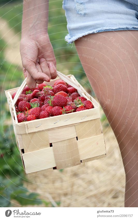 strawberry harvest Girl Hand Legs 1 Human being 8 - 13 years Child Infancy Summer Field Strawberry Shorts Work and employment Healthy Natural Beautiful Red