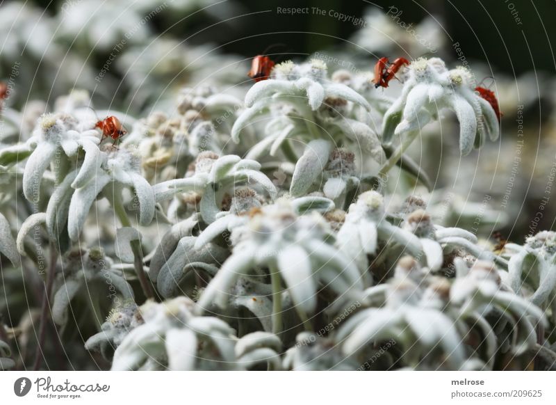 " Mount everything... " Nature Plant Summer Wild plant Animal Beetle 4 Blossoming Crawl White Colour photo Exterior shot Detail Deserted Copy Space bottom Day