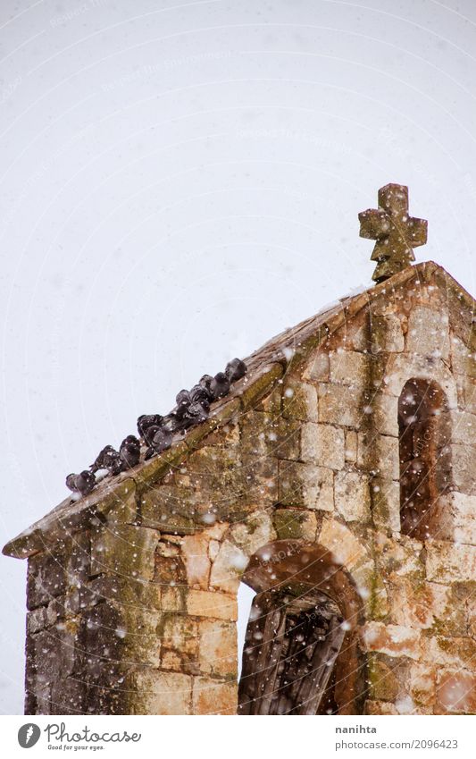 Many pigeons on top of a church roof in a snowy day Winter Climate Weather Bad weather Snow Snowfall Church Animal Wild animal Bird Pigeon Group of animals
