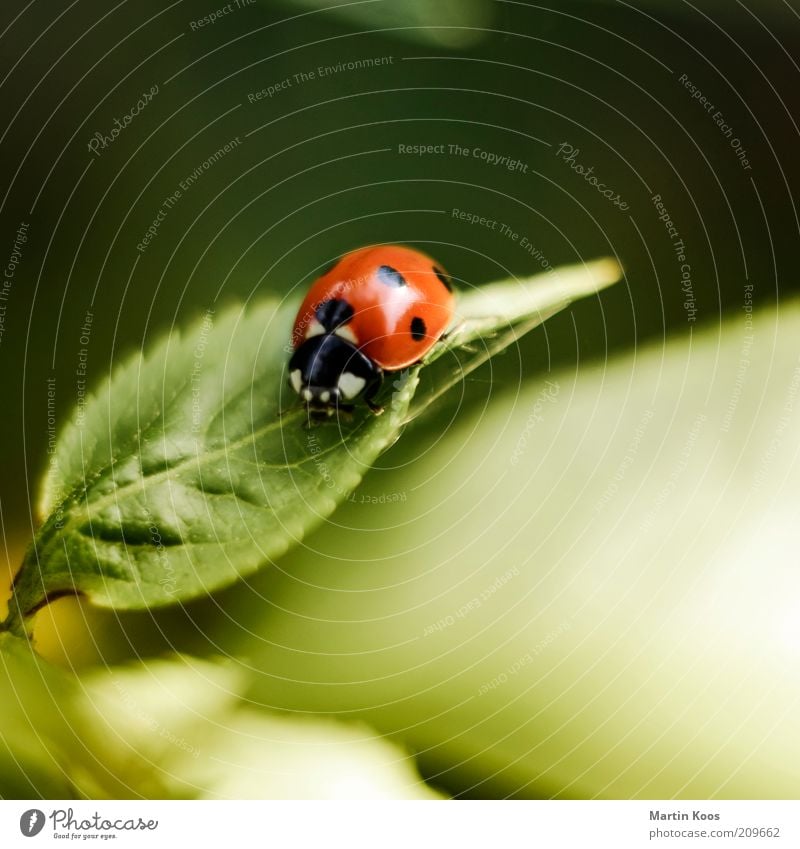 Marie Ann Beetle Leaf Foliage plant 1 Animal Cute Round Ladybird Point Spotted Red Insect Colour photo Exterior shot Copy Space top Deserted