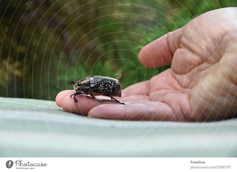 walker Human being Feminine Skin Hand Fingers 1 Environment Nature Animal Beetle Large Natural May bug Colour photo Multicoloured Exterior shot Close-up Day