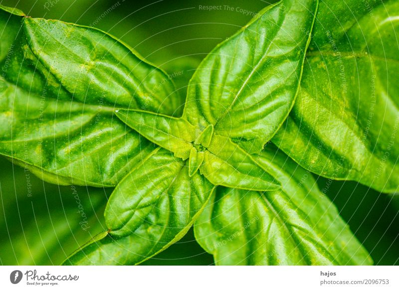 Basil, Ocimum basilicum Herbs and spices Italian Food Fragrance Delicious Green near name sheets Valued Spicy Italien pesto Mediterranean Kitchen
