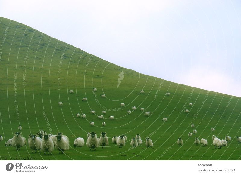 Schaaaaaaafe (in a row) Sheep Classification Stupid Green Meadow Cute Obscure Row Mountain