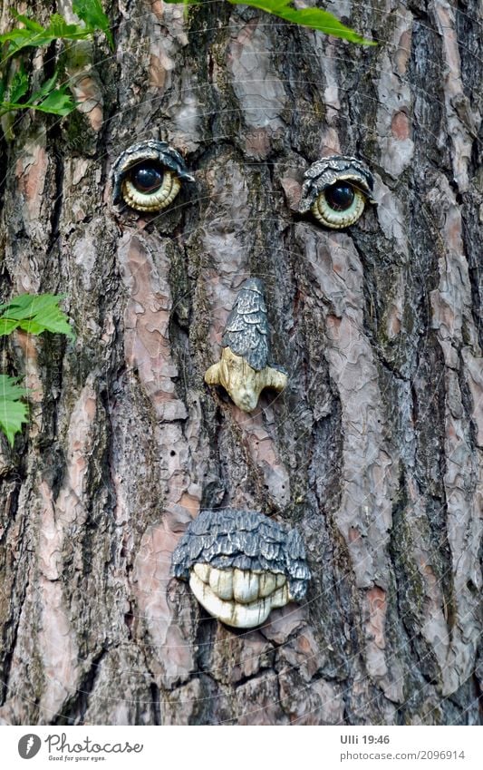 Tree face. Summer Forest Face Work of art Nature Plant Beautiful weather Deserted Moustache Wood Observe Authentic Brash Cute Dry Brown Green Cool (slang)