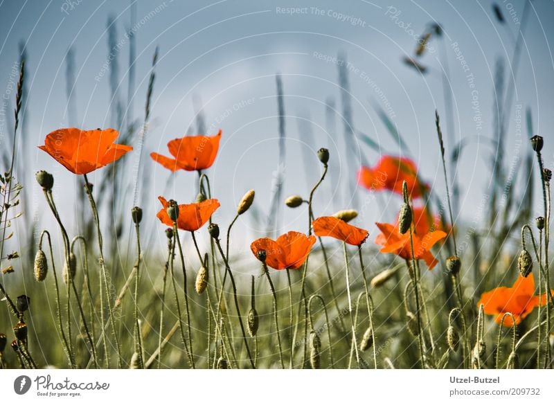 poppy field Environment Nature Landscape Grass Wild plant Meadow Field Beautiful Green Red Esthetic Fragrance Growth Poppy Colour photo Exterior shot Close-up