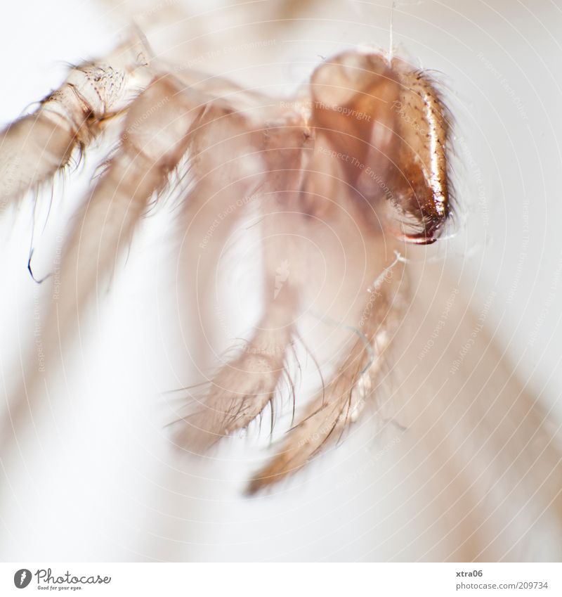 skin-near 1 Animal Authentic Insect Spider spider's skin Hide Transparent Colour photo Close-up Detail Macro (Extreme close-up) Neutral Background