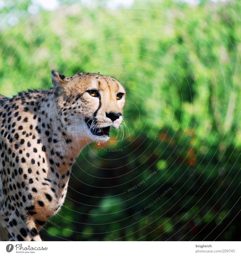 cheetah Animal Cat - a Royalty Free Stock Photo from Photocase