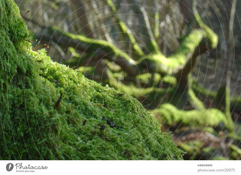 macromoos Tree Green Brittle Bog Decline Scotland Twig Branch Old Nature Moss