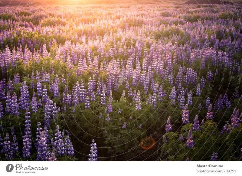 lupins Environment Nature Landscape Plant Sunrise Sunset Sunlight Flower Wild plant Lupin Lupine field Infinity Beautiful Violet Safety (feeling of)