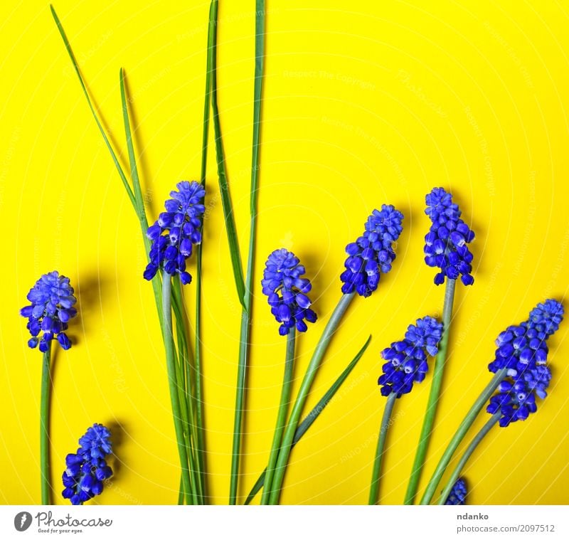 blue flowers, mouse hyacinth Beautiful Summer Garden Decoration Feasts & Celebrations Valentine's Day Nature Plant Flower Leaf Blossom Bouquet Fresh Bright