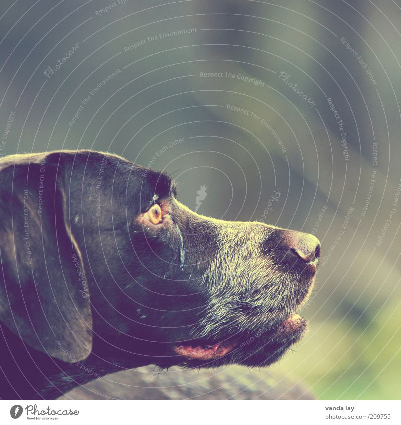 amiable Animal Pet Dog 1 Loyal German Shorthair Hunting Hound Colour photo Copy Space right Copy Space top Isolated Image Blur Shallow depth of field