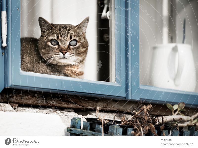 katzeee! Pet Cat 1 Animal Muscular Blue Window White Colour photo Subdued colour Exterior shot Deserted Day Sunlight Shallow depth of field Central perspective