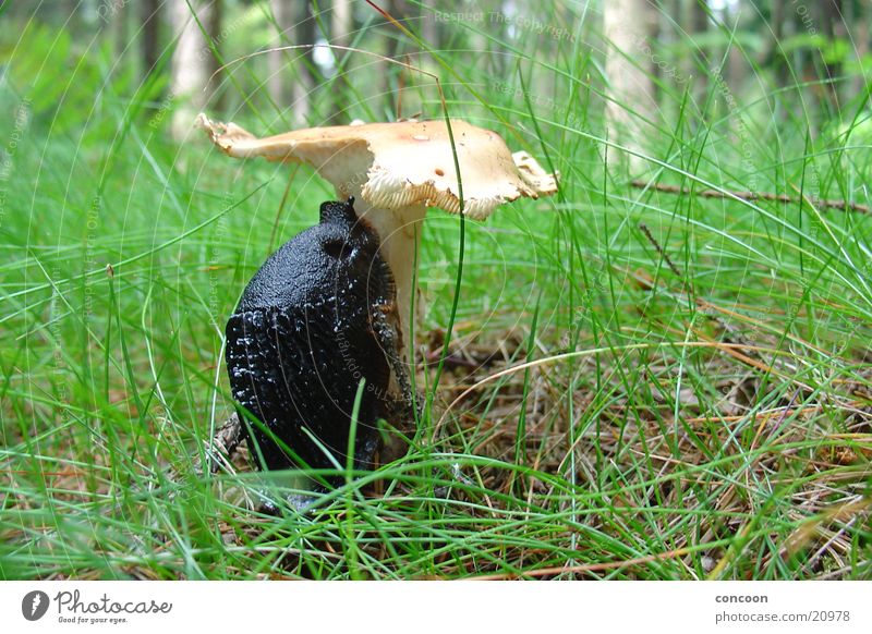 The object of desire Forest Grass Slimy To feed Mushroom Snail