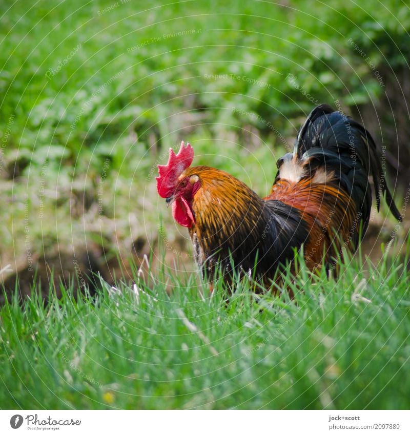 best on grass Animal spring Grass Franconia Farm animal Rooster 1 To feed Growth Authentic Free Fresh natural Juicy green Contentment Idyll Life Moody