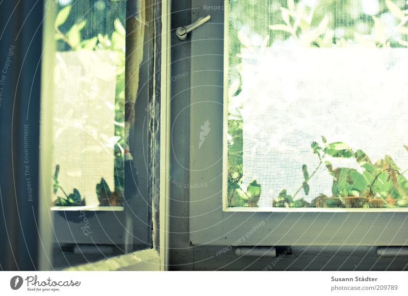 Summer come in! Plant Window Door Bright Fly screen Old Hinge Closure Wooden window Reflection Window pane Multicoloured Interior shot Close-up Deserted
