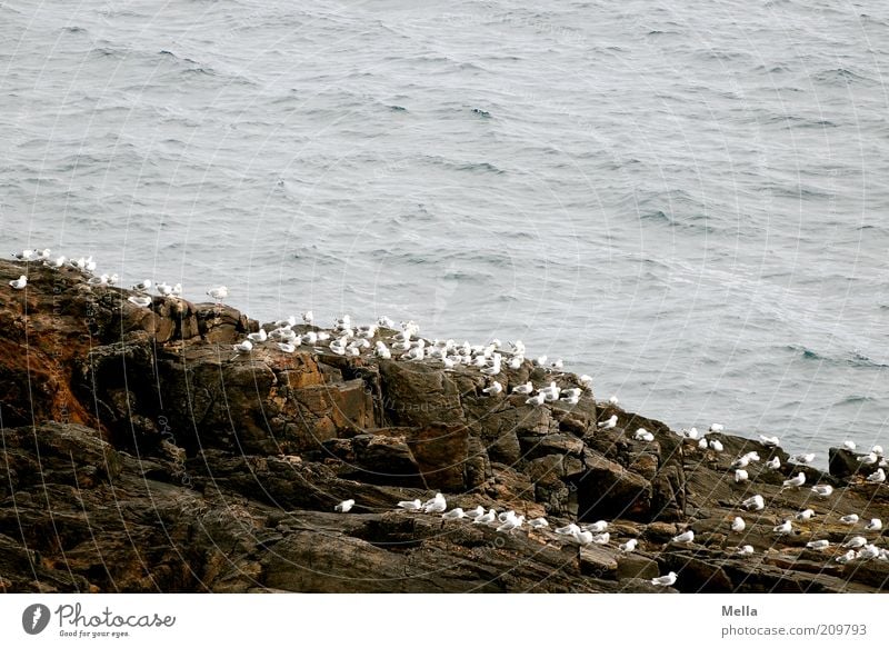 One, two, three, lots and lots. Environment Nature Animal Coast Ocean Island Cliff Rock Bird Seagull Group of animals Flock Stone Crouch Sit Wait Free Together
