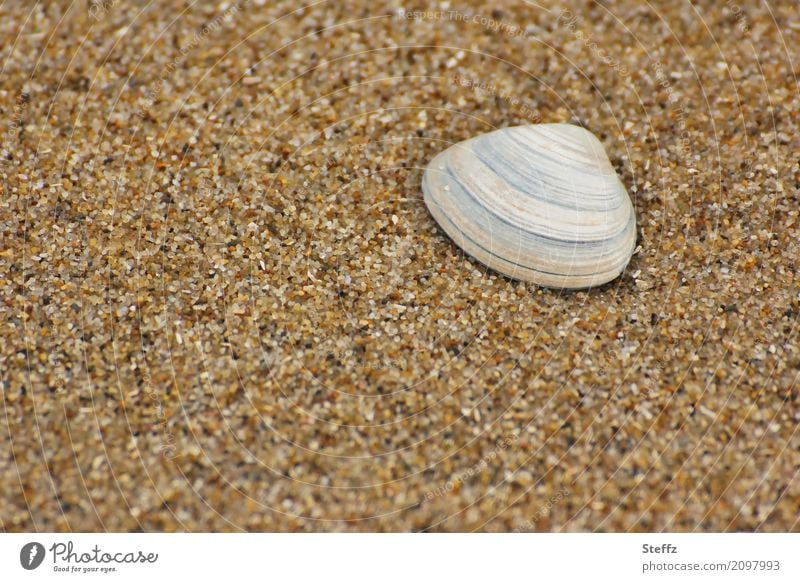 Shell in the sand Mussel Sand Beach Sandy beach Summer vacation Mussel shell Maritime North Sea beach beach shell Summer feeling Grains of sand North Sea Mussel