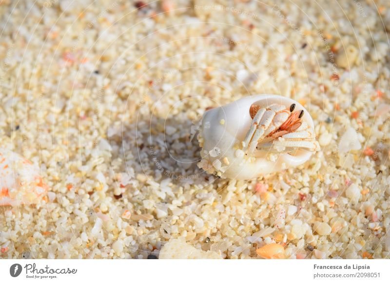 Hermit crab in the sand Far-off places Island Sand Sunrise Sunset Summer Beautiful weather coast Beach Animal Mussel Shellfish 1 Simple Free Small Maritime