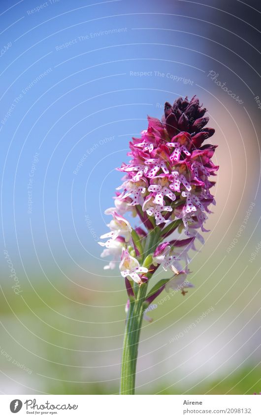 erratic block Plant Beautiful weather Flower Orchid firebird Ophrys mountain flower alpine plant Alps Mountain Mountain meadow Blossoming Esthetic Small Natural