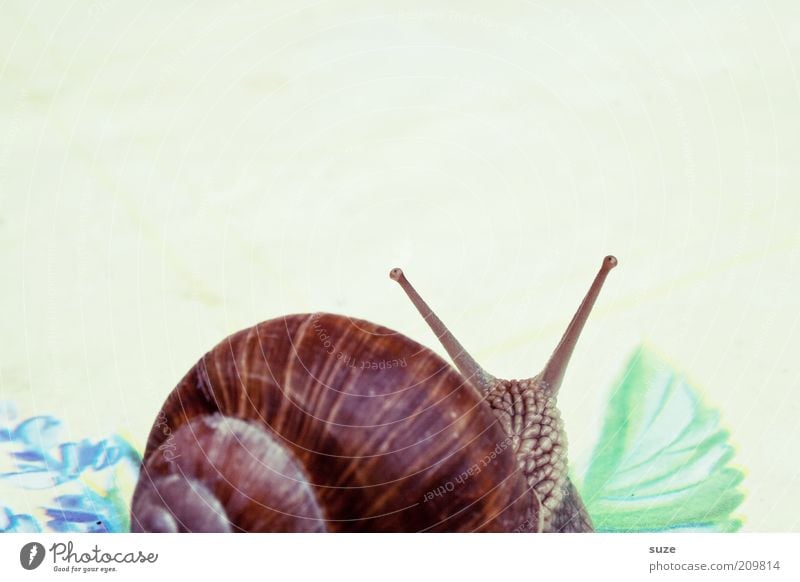 2 rooms, kitchen, bathroom Animal Snail Movement Crawl Slimy Time Mucus Feeler Slowly Eyes Vineyard snail Colour photo Multicoloured Exterior shot Deserted