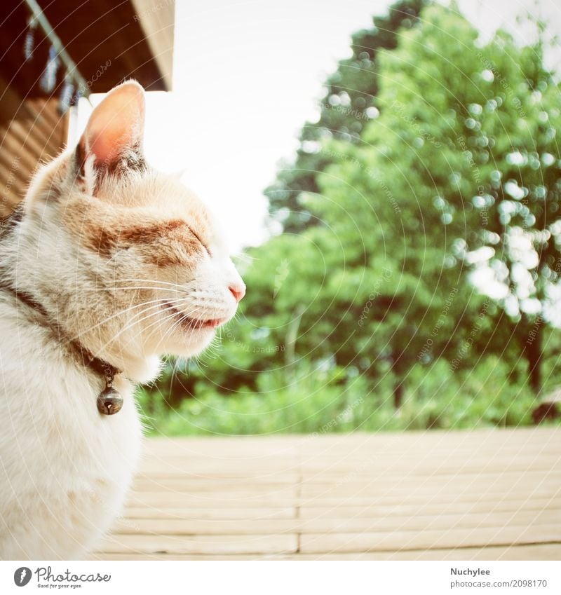 A sleepy cat Face Summer House (Residential Structure) Garden Nature Plant Animal Sky Tree Grass Park Fur coat Pet Cat Love Sit Small Cute Brown Yellow Green