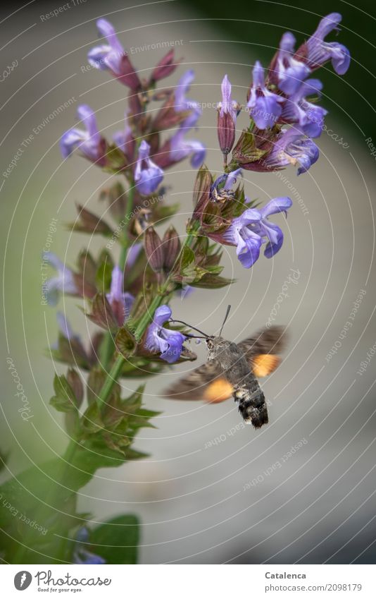 Dove tail and sage flower Nature Plant Summer Leaf Blossom Sage Sage blossom Garden Butterfly dovetails 1 Animal Running Movement Blossoming Fragrance Flying