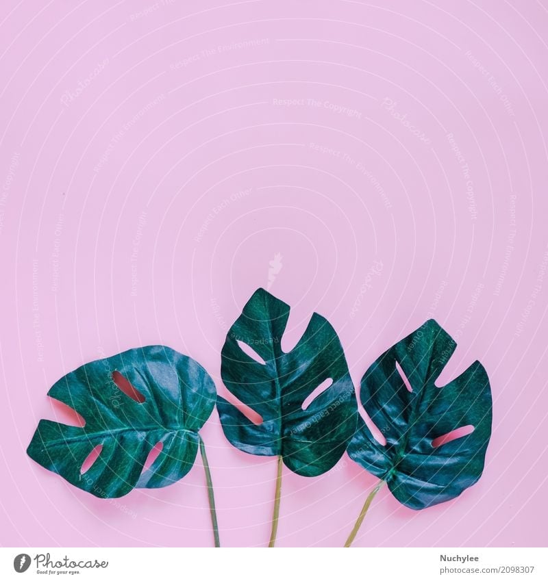 Green palm leaves on pink background Style Design Summer Garden Decoration Wallpaper Art Nature Plant Spring Leaf Fashion Growth Fresh Bright Modern Pink Colour