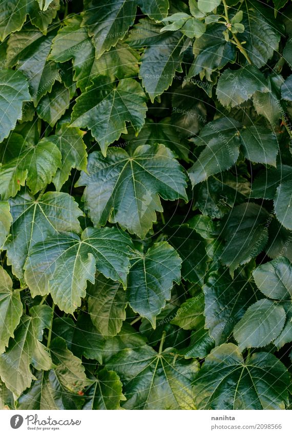 Dark green leaves pattern Environment Nature Plant Spring Climate Leaf Foliage plant Wild plant Simple Glittering Natural Clean Green Beginning Life Pure Growth
