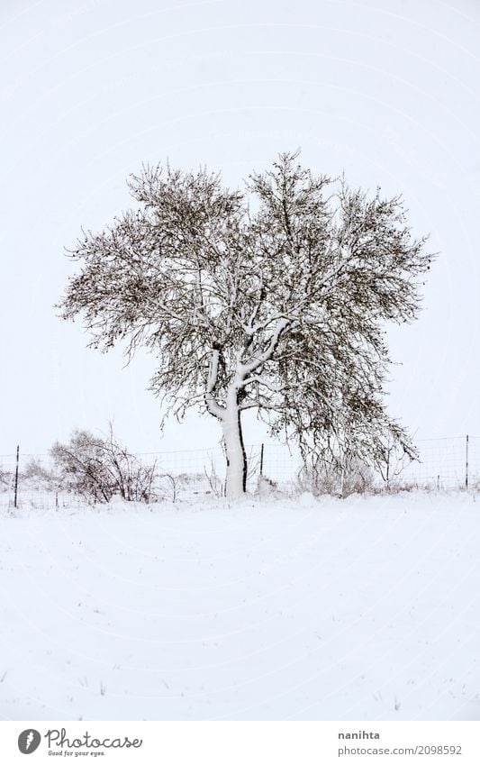 Snowy tree Environment Nature Landscape Plant Winter Climate Weather Bad weather Ice Frost Snowfall Tree Bushes Meadow Authentic Simple Cold Natural Strong Wild