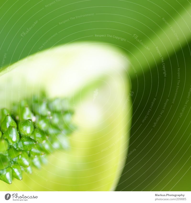 A touch of green Plant Blossom Blossoming Fresh Bright Green Colour photo Detail Macro (Extreme close-up) Structures and shapes Copy Space right Copy Space top